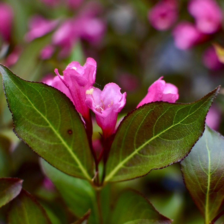 plant image 726667 plant image 726667