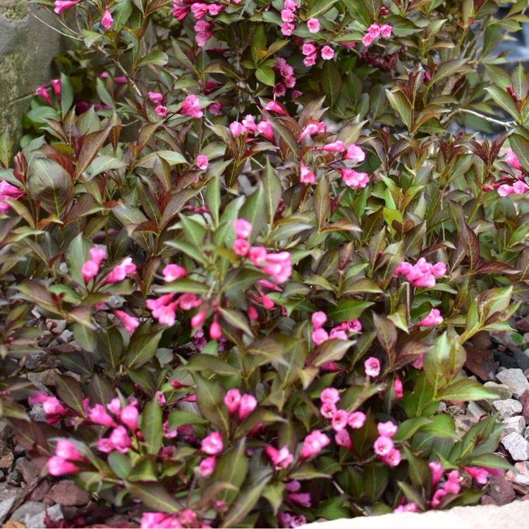 plant image 734638 plant image 734638