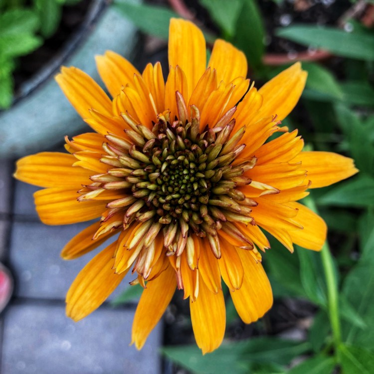 plant image 762123