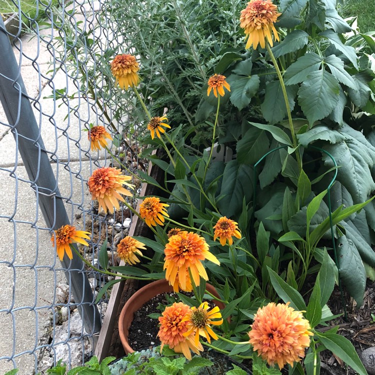 plant image 769924