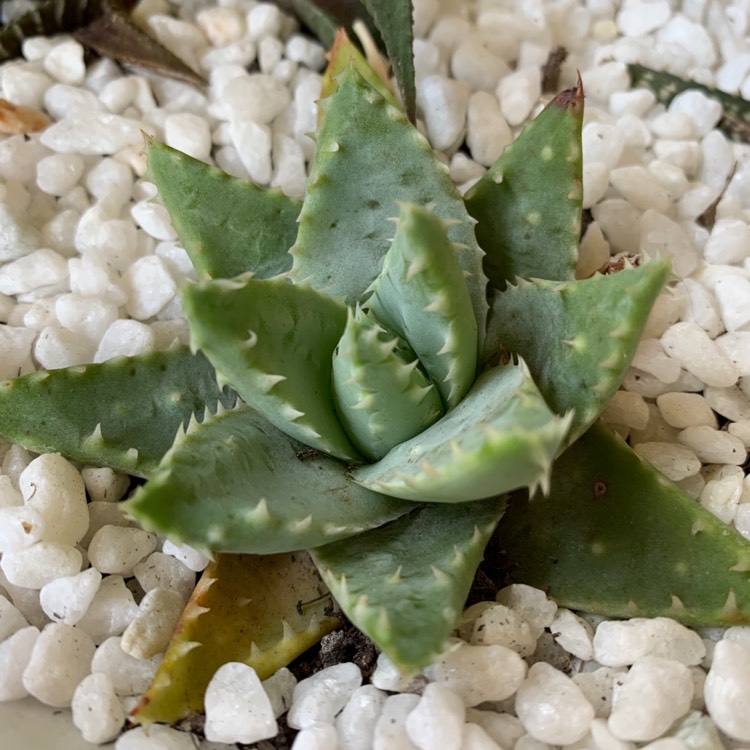 Plant image Aloe Brevifolia Variegated