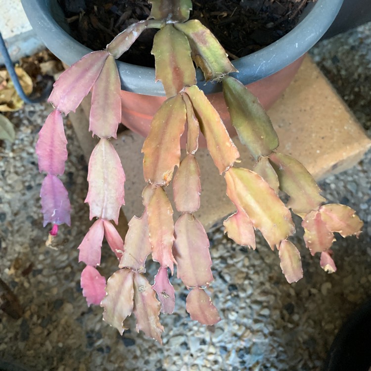 Plant image Schlumbergera truncata Millie
