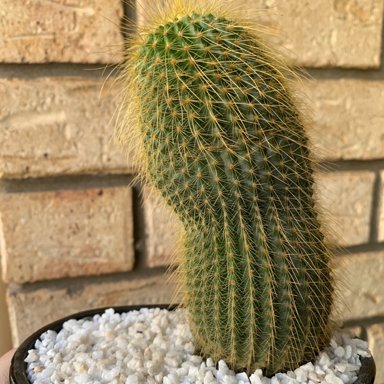 Plant image Parodia leninghausii