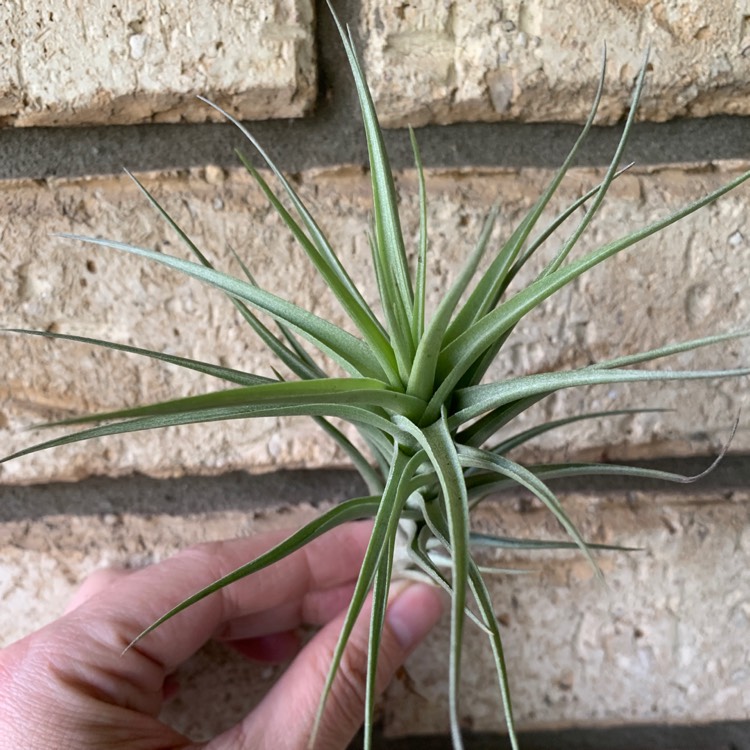 Plant image Tillandsia jucunda