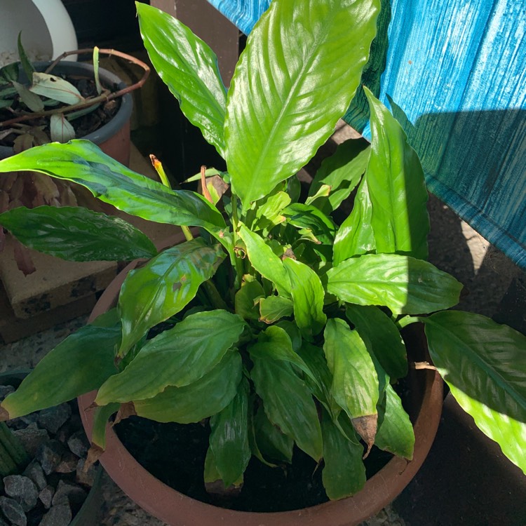 Plant image Spathiphyllum 'Mauna Loa'