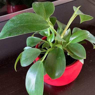 Baby Rubber Plant