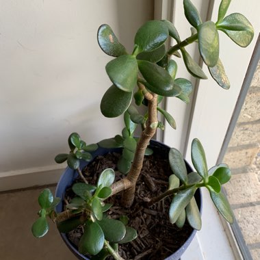 Jade Plant