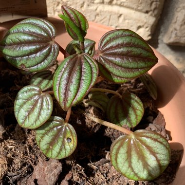 Peperomia 'Piccolo Banda'