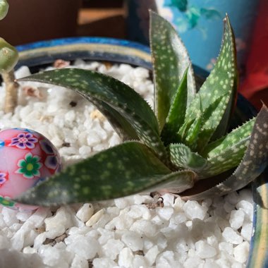 Gasteraloe ‘Etwin'