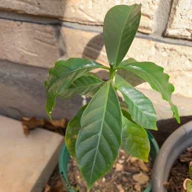 Arabica Coffee Tree