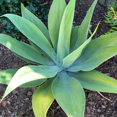 Foxtail Agave
