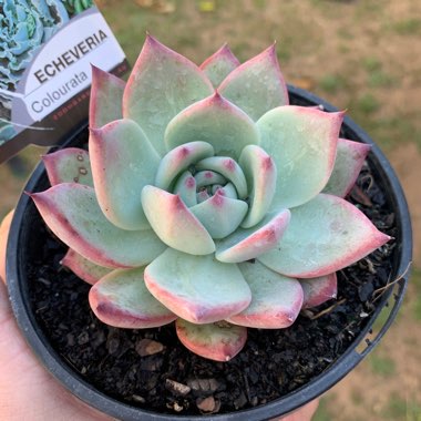 Echeveria Colorata