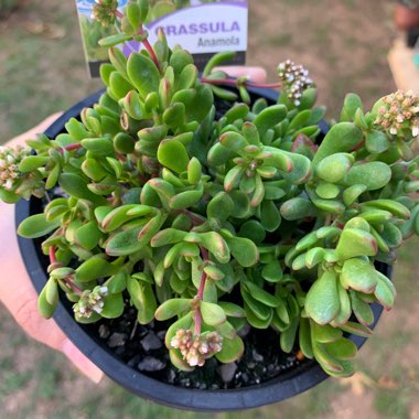 Crassula Anomala