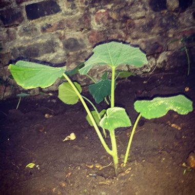 Cucurbita Moschata 'Winter Hornet' F1