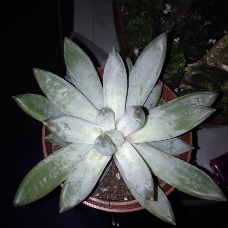 plant image 325473