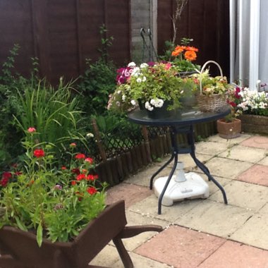 Mavis's garden
