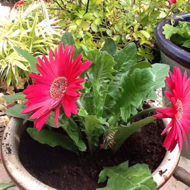 Mavis's garden