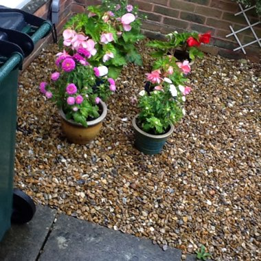 Mavis's garden