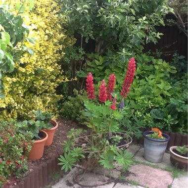 Mavis's garden
