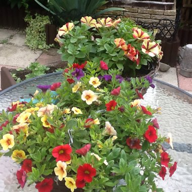 Mavis's garden