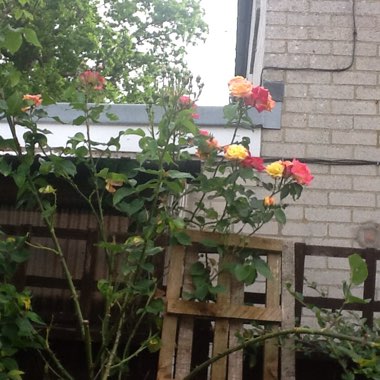 Mavis's garden