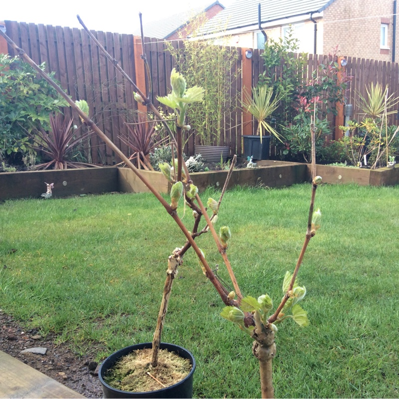 Carol's garden