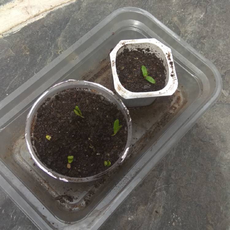 plant image 732889