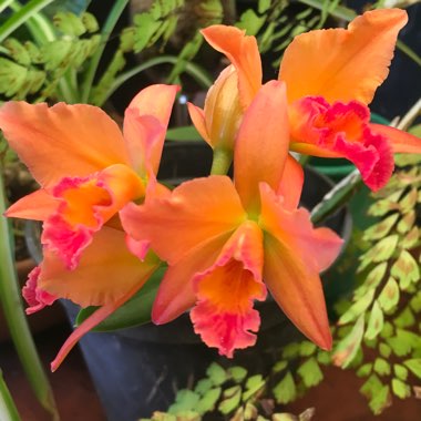 Orchid