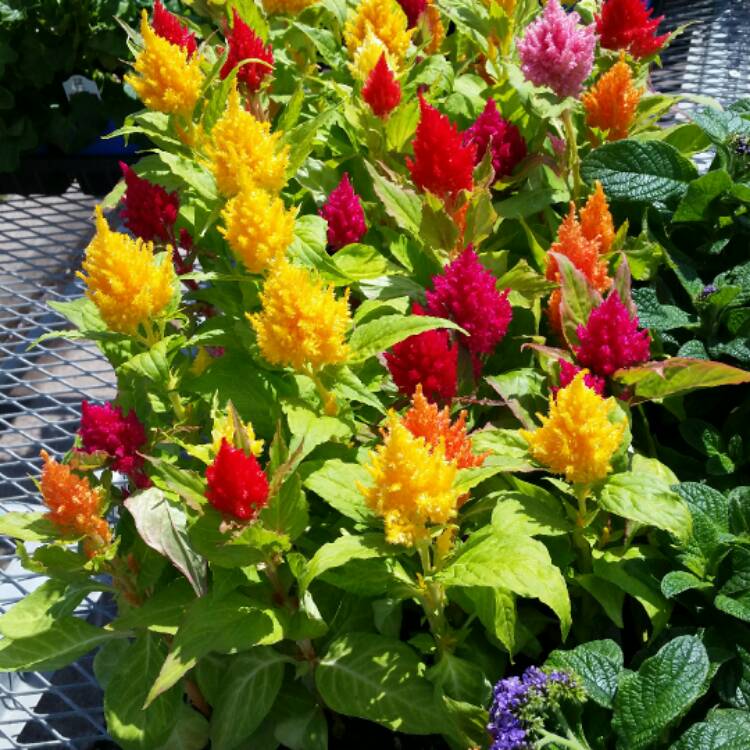Plant image Celosia argentea plumosa