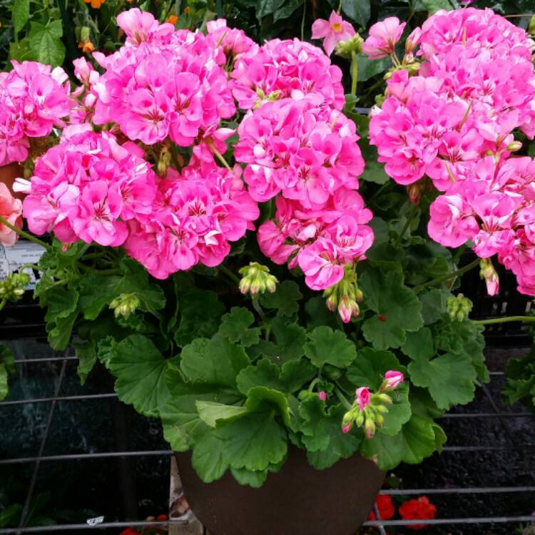 plant image 407553