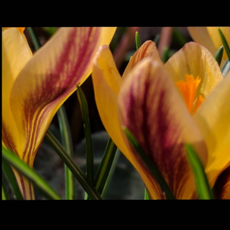 plant image 314504