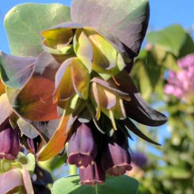 Cerinthe major 'Purpurescens'