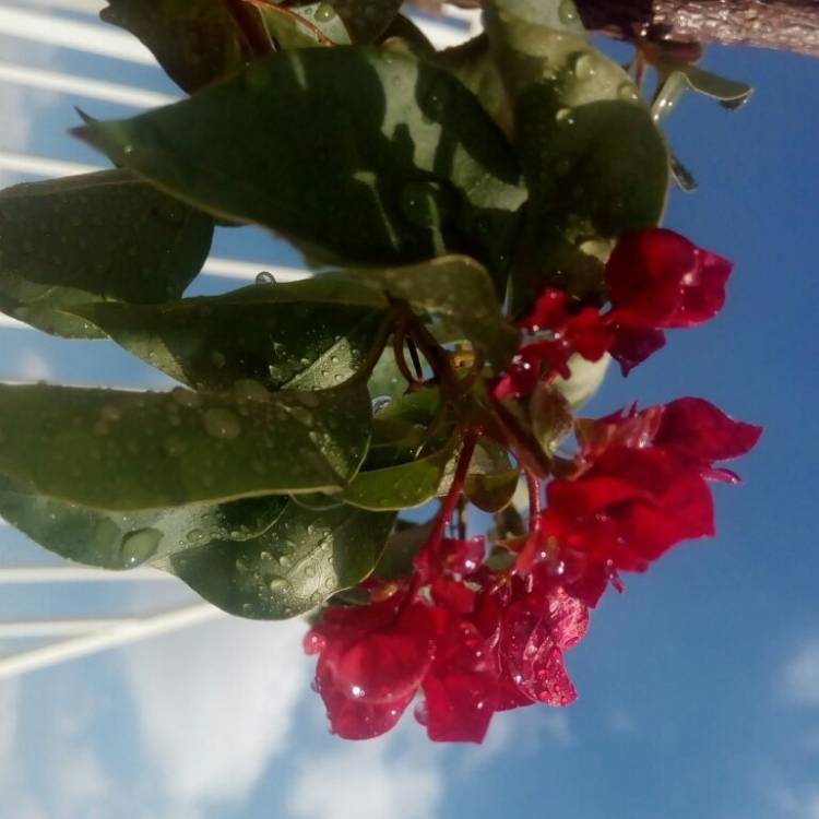Plant image Bougainvillea spectabilis