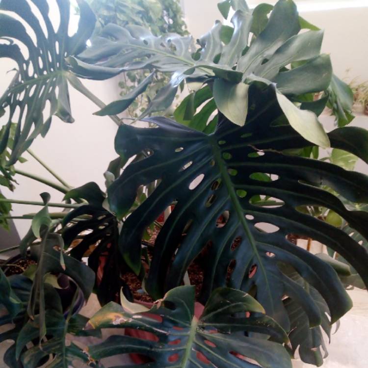 plant image 822075