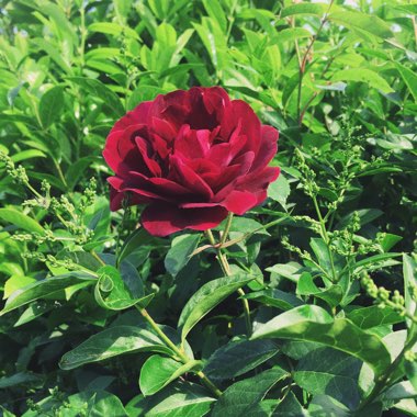 Rose 'Carolina'