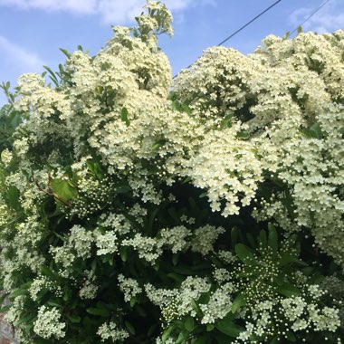 Exochorda Serratifolia 'Snow White'