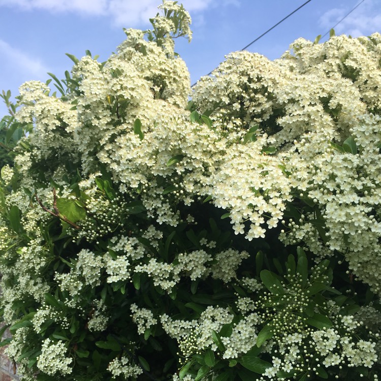 Plant image Exochorda Serratifolia 'Snow White'