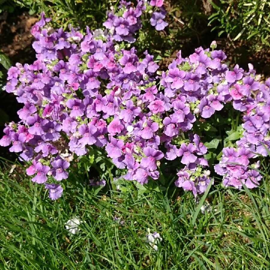 Plant image Nemesia 'Mirabelle'