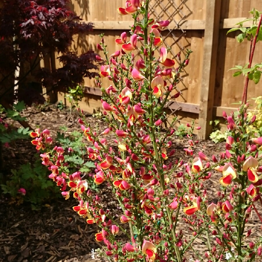 Plant image Cytisus x boskoopii 'Apricot Gem' syn. Cytisus 'Apricot Gem'