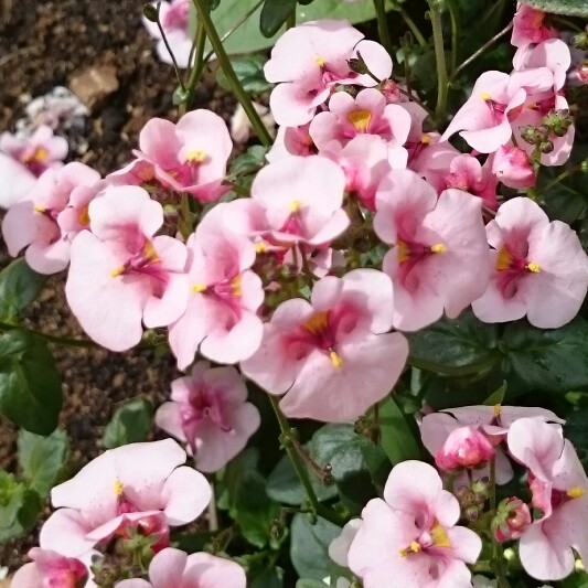 Plant image Diascia