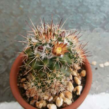 Mammillaria voburnensis
