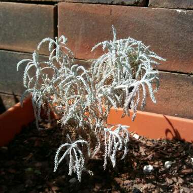 Cotton lavender