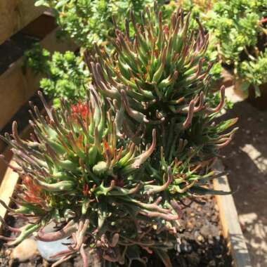 Kalanchoe 'Tarantula'