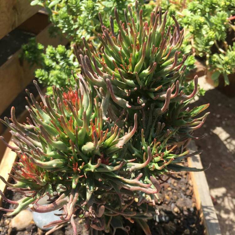 Plant image Kalanchoe katapifa 'Tarantula'