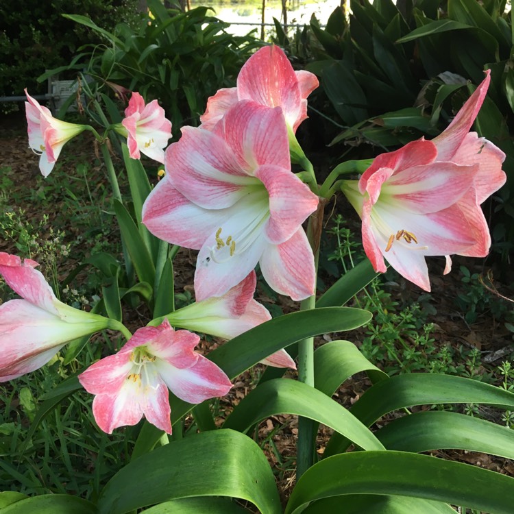 Plant image Hippeastrum 'Eternal Princess'
