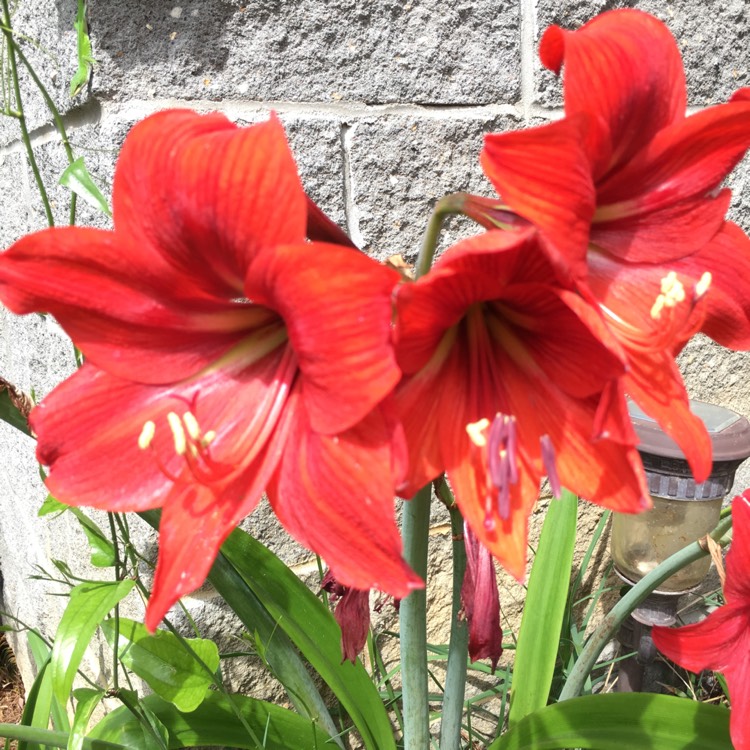 Plant image Hippeastrum 'Ferrari'