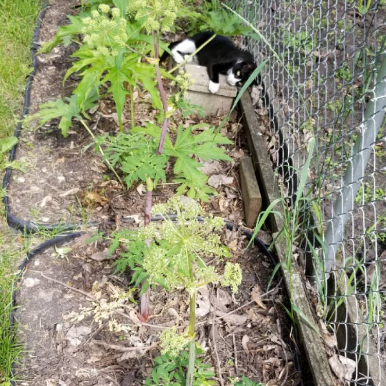plant image 1084497