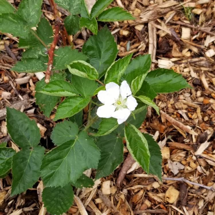 plant image 1089240