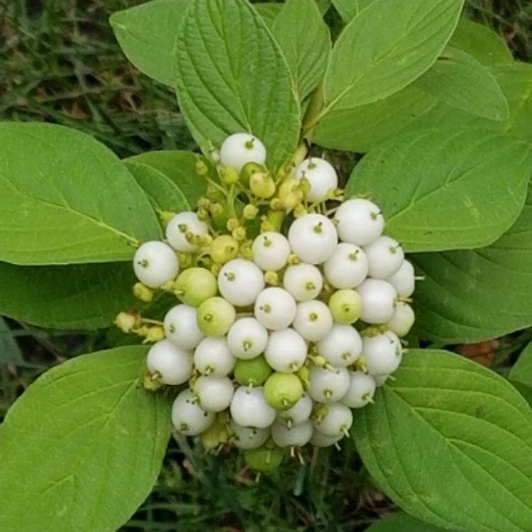 Plant image Cornus sericea 'Flaviramea' syn. Cornus stolonifera 'Flaviramea'