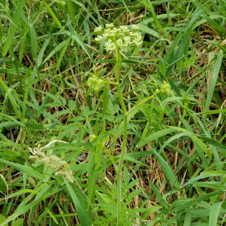 Plant image Cicuta Maculata